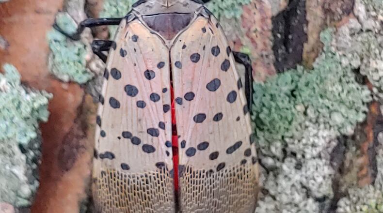 Close up of an adult spotted lanternfly