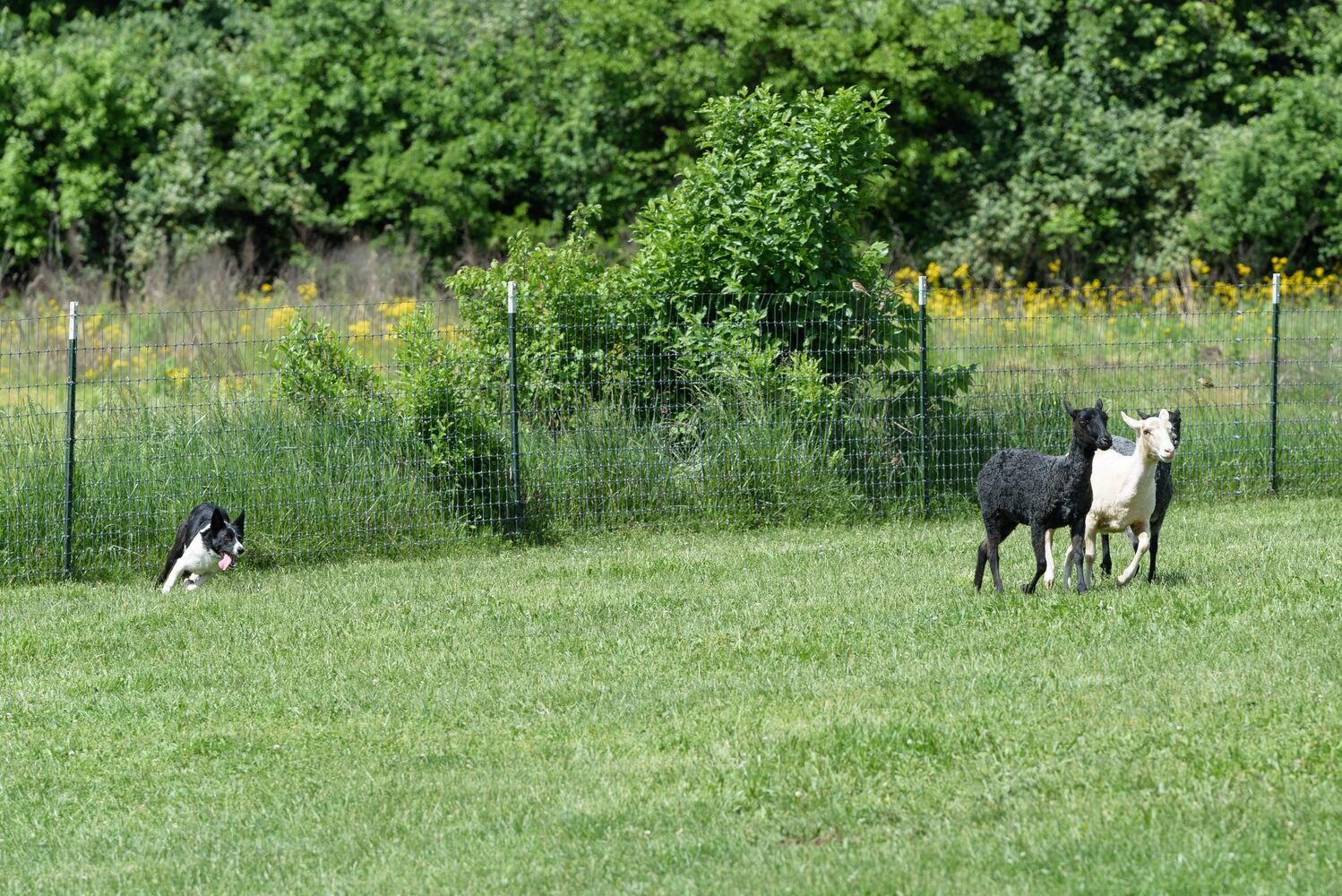 PHOTOS: Wooly Wonders - Spring on the Farm Family Event at Learning Tree Farm