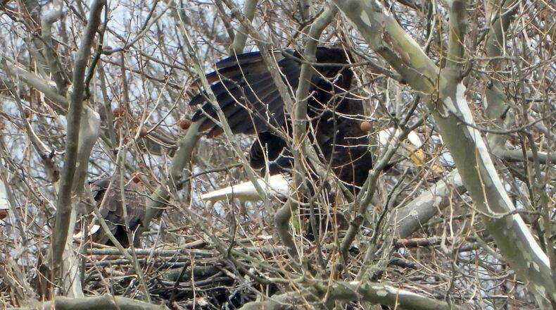 Jim Weller, founder of Eastwood Eagle Watchers, took this photograph of Orv and Willa Saturday, March 28, 2020 at Carillon Historical Park. On this day Weller noticed the bonded-pair tearing up food in the nest, leaning forward and dropping it. “Unless they are just shredding it for the fun of it they are feeding a baby,” he said. PHOTO COURTESY OF JIM WELLER