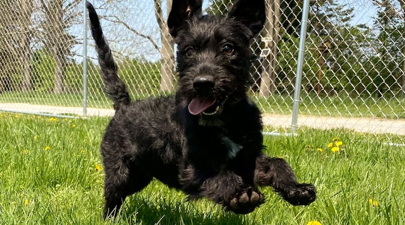 Carl, the newest member of our family enjoying a sunny day. FRANCIS KENNELS/CONTRIBUTED
