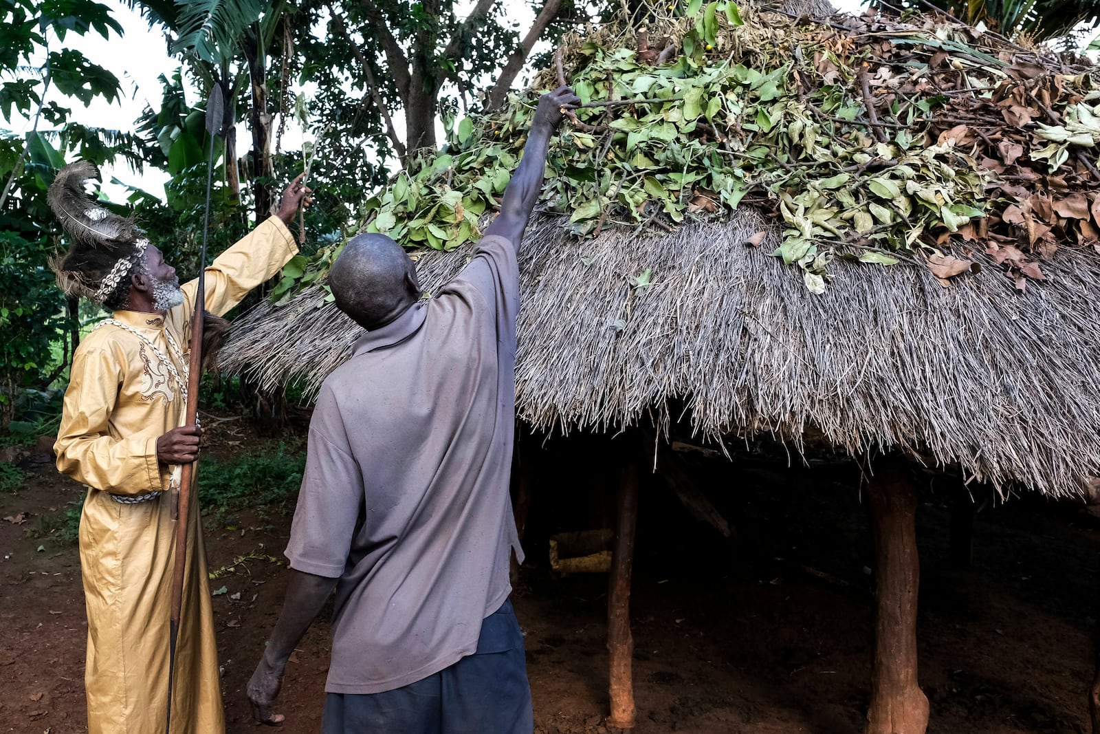Seer Atukung Tafala, left, picks traditional herbs from the roof of his igloo-like shrine in Kampala, Uganda Saturday, June 21, 2025.(AP Photo/Hajarah Nalwadda)