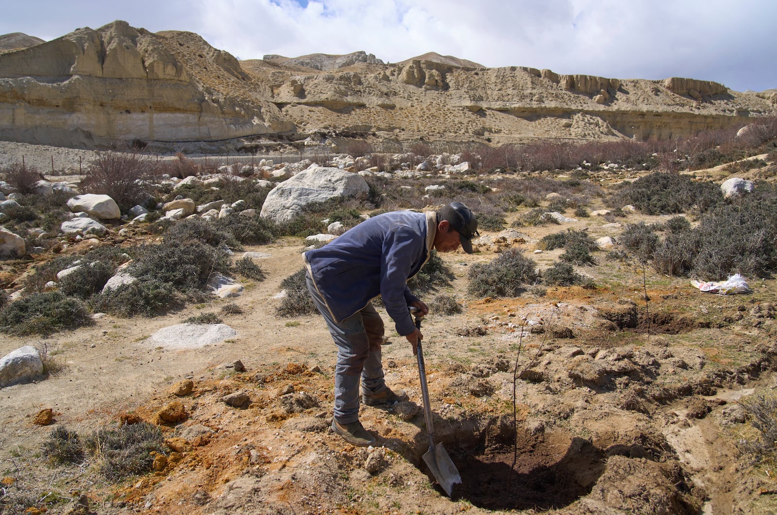 Kunga Gurung plants an apple tree at the newly relocated settlement of the abandoned Samjung village in the Mustang region, 462 kilometers (288 miles) west of Kathmandu, Nepal, Friday, April 18, 2025. (AP Photo/Niranjan Shrestha)