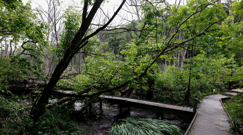 Trees and branches are knocked over at Glen Helen Nature Preserve on Monday, June 9, 2025, following a storm that happened over the weekend. JOSEPH COOKE/STAFF