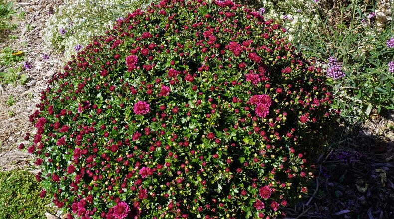 Hydrangeas are a good indicator plant for dry soil. Notice the wilting leaves. CONTRIBUTED