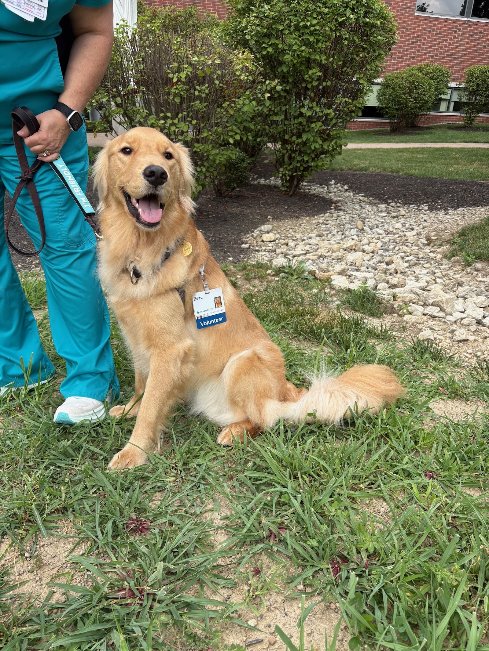 Mercy Health - Springfield Regional Medical Center's new therapy dog Beau, who is certified through the Alliance of Therapy Dogs, joined Behavioral Health Nurse Practitioner Nancy Schmelzer to accompany her as she visits patients and interacts with staff. Contributed