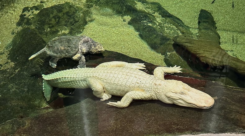 Claude, an albino alligator, is shown at the California Academy of Sciences, in San Francisco, Thursday, April 24, 2025. (AP Photo/Jeff Chiu)
