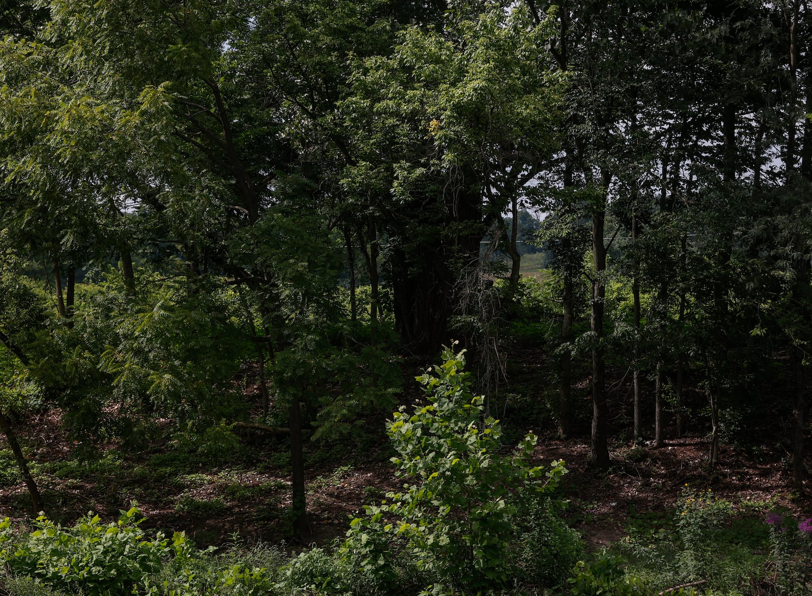 The site of a former homeless encampment on Tuesday, Aug. 5, 2025, at Snyder Park. JOSEPH COOKE/STAFF