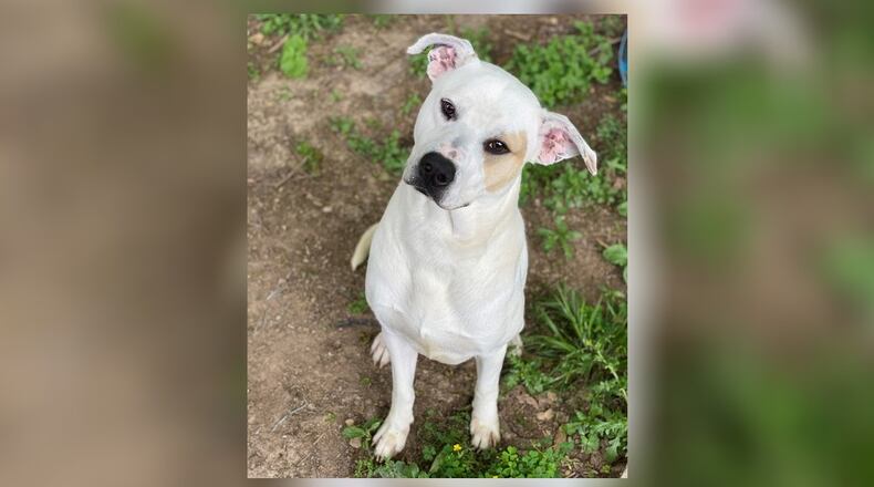 Knox is a great mixed breed. He is around 67 pounds of love and loyalty looking for a family. Knox is neutered, vaccinated, vet checked, microchipped, and licensed for $77 as he is the Pet of the Week. Knox is at the Clark County Dog Shelter, 5201 Urbana Road, Springfield. The shelter can be reached at 937-521-2140, or visit www.facebook.com/clarkcountydogshelter for more information. CONTRIBUTED