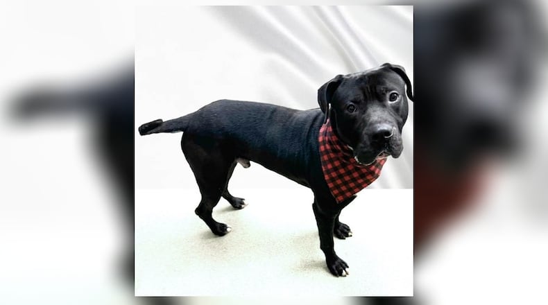 This sweet and shy boy is all about treats and people. He brings joy wherever he goes and is looking for a home filled with love and playtime. Colt’s enthusiasm for life is contagious, and he can’t wait to share it with his forever family. If you’re ready to welcome a bundle of sweetness into your life, Colt is the perfect match. Pay him a visit at the Clark County Dog Shelter and see if he is right for you. Clark County Dog Shelter is at 5201 Urbana Road, Springfield. CONTRIBUTED