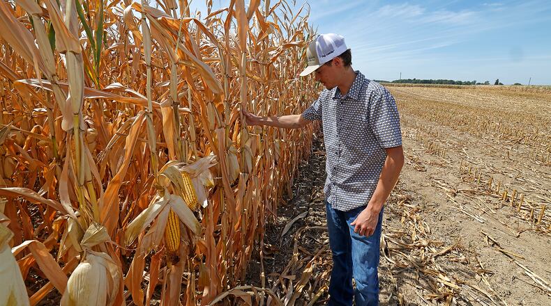 Clark County farmer Lane Harbage exposes some underdeveloped ears of corn in a dried out field on his family's farm Thursday, Sept. 12, 2024. The USDA Farm Service Agency has designated 22 counties in southern and Southwest Ohio as natural disaster areas. BILL LACKEY/STAFF