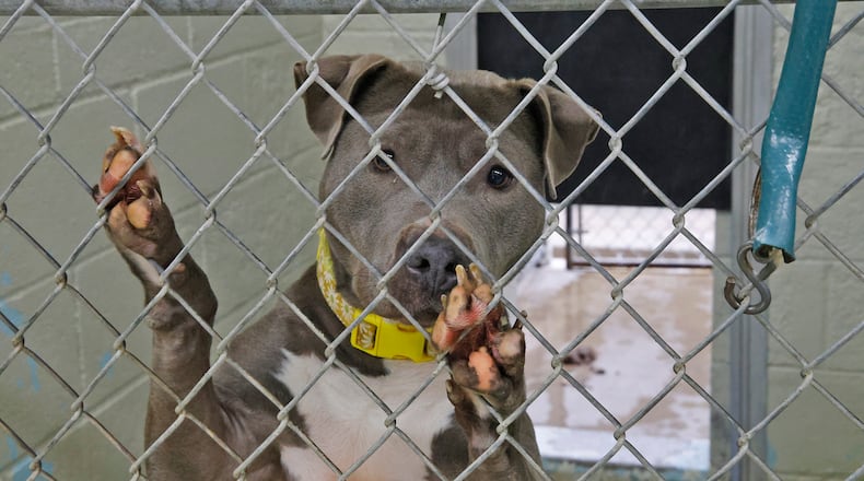 The Clark County Dog Shelter has animals ready for adoption at reduced costs. BILL LACKEY/STAFF
