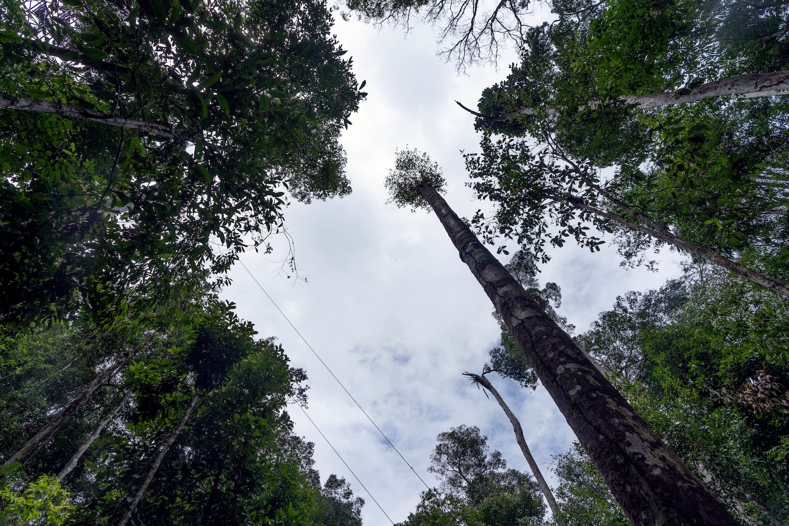 Sparse tree cover is visible in the area of the Esecaflor project made to mimic a drought in Caxiuana National Forest, Para state, Brazil, Thursday, March 20, 2025. (AP Photo/Jorge Saenz)