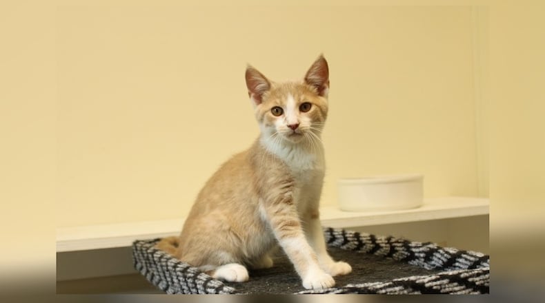 Hi! I’m Patrick, the magical kitten. One starry night, while chasing a twinkling light, I followed it into a mysterious portal. It whisked me away and I landed at Paws Animal Shelter. Here, I play hide and seek with my new kitten friends and chase enchanted shadows. I’m super friendly and love to be petted. Adopt me and let’s create our own magical adventures together. Come visit Patrick at the Paws Animal Shelter, 1535 West U.S. Highway 36, Urbana. Check out Paws at pawsurbana.com, on Facebook at facebook.com/paws.urbana, on Petfinder at petfinder.com or call 937-653-6233. To apply to adopt any of the cats or kittens, visit pawsurbana.org. Paws is in need of volunteers and foster homes. CONTRIBUTED