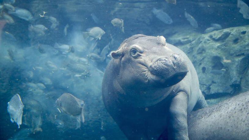 In this Tuesday, June 26, 2018 photo, Fiona, a baby Nile Hippopotamus swims in her enclosure at the Cincinnati Zoo & Botanical Garden, in Cincinnati. Now a half ton of fun, the Cincinnati Zoo's famed premature hippo will turn soon turn 2 years old.