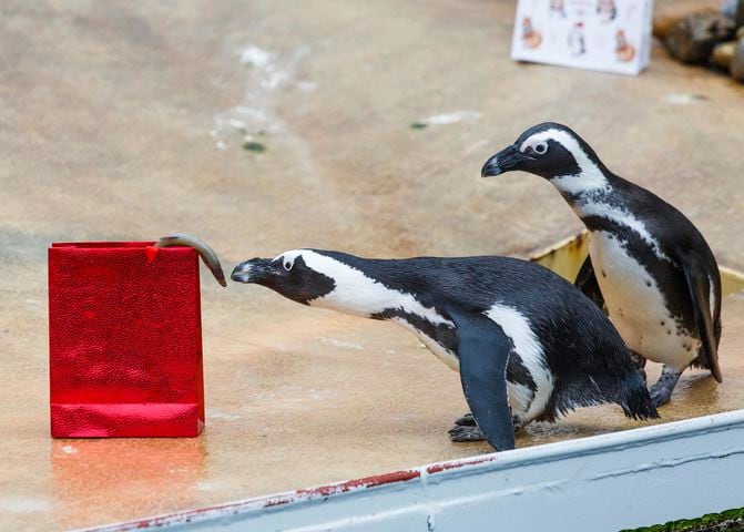 Photos: Zoo animals celebrate Christmas