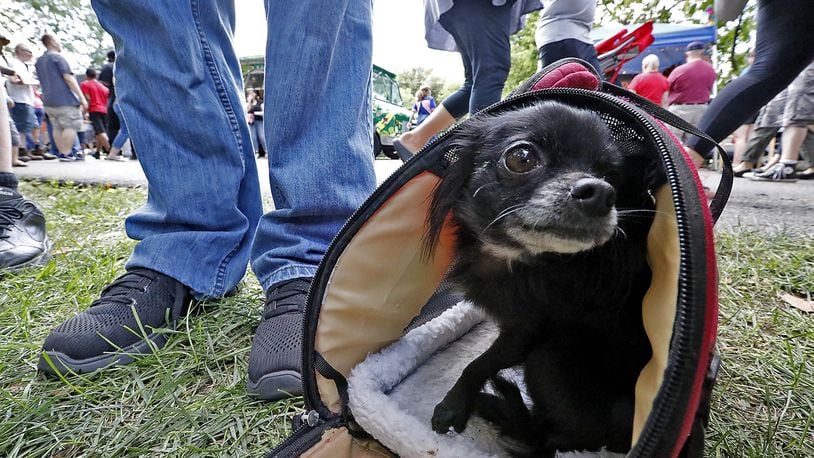 A small dog sits patiently in her carrier while her owner tries the food from the Springfield Rotory Food Truck Competition Saturday. Bill Lackey/Staff
