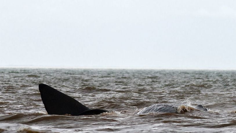 FILE PHOTO: A beached whale that drew a crowd of onlookers Sunday morning along an Ocean City beach has died.