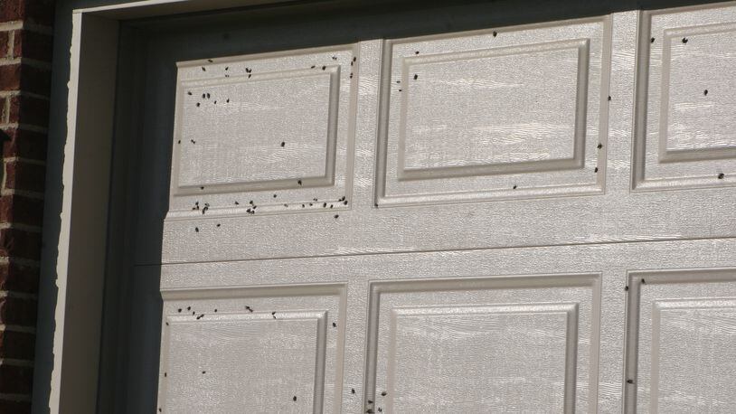 Flies gathering on a warm, sunny garage door looking for a place to overwinter inside the house. CONTRIBUTED