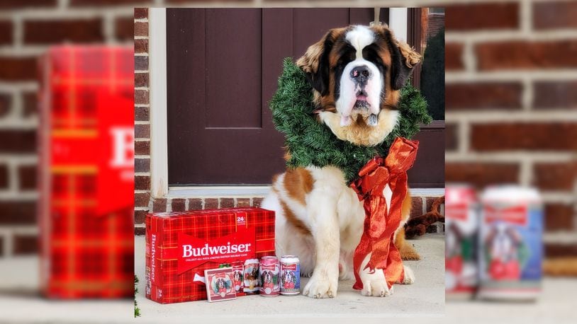 Wilson, 2-year-old St. Bernard from Liberty Township, has been selected to be featured on Budweiser holiday cans and packaging for the 2021 season. Wilson's owner, Kelsey Dempsey, runs an Instagram page for her dogs and used a hashtag to enter the contest and was ultimately chosen out of over 100,000 entries. NICK GRAHAM / STAFF