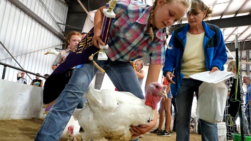 Emily Taylor guides her Grand Champion Overall Market Turkey into the auction ring Friday during the Auction of Champions at the Clark County Fair. Bill Lackey/Staff