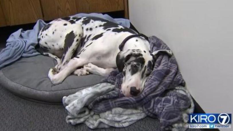 Lily, a Great Dane, and Leslie Shelton are recovering after recently being attacked by three dogs. (Photo: Screengrab via KIRO7.com)