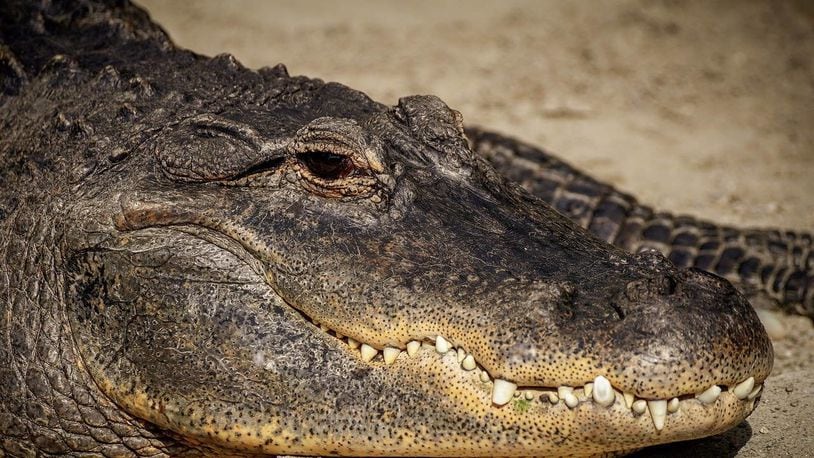 A South Florida man is accused of pouring beer into an alligator's mouth after enticing the reptile to bite him.