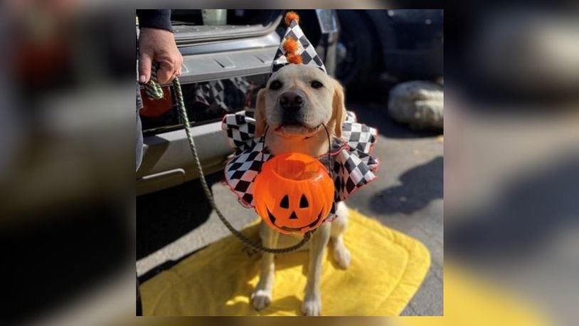 King Kennel will host its third annual trunk-or-treat for dogs fundraiser on Saturday, Oct. 21 from 12:30 to 3 p.m. in the parking lot at 20 Critter Court in Springfield. Contributed