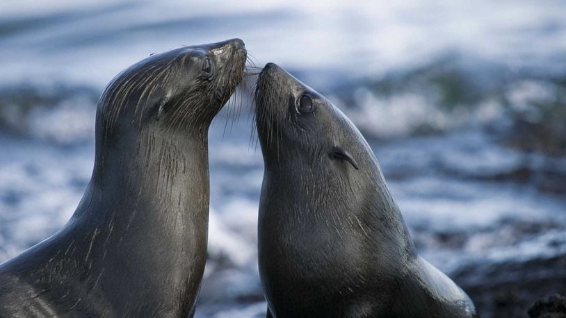 During a trip to the Galapagos Islands, a local couple was struck by the way wildlife welcomed them as part of their environment.