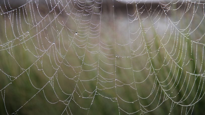 An orb weaver web with early morning dew. CONTRIBUTED