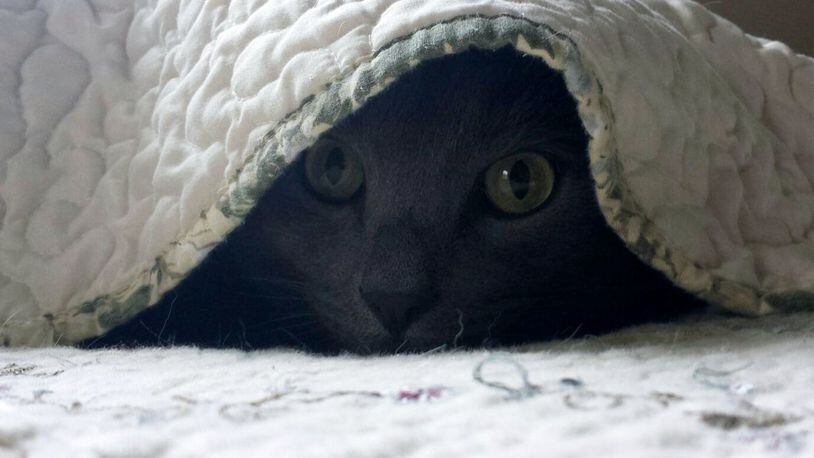 Boo, Brittany Jones’ cat, gets comfy under the covers. BRITTANY JONES/CONTRIBUTED