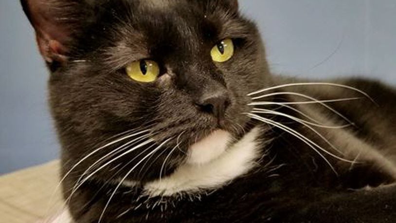 June is the Champaign County Pet of the Week from the Paws Animal Shelter.