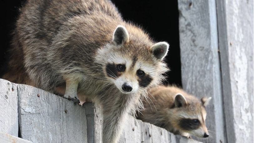 Two raccoons were rescued from a burning warehouse Sunday in South Bend, Indiana.