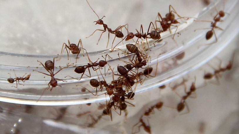 Ants (Photo by Nurcholis Anhari Lubis/Getty Images)