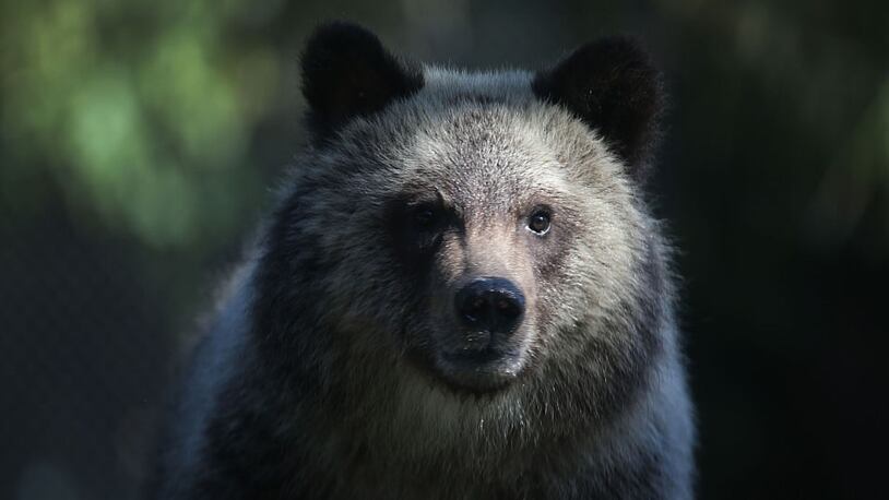 A bear.  (Photo: Joe Raedle/Getty Images)